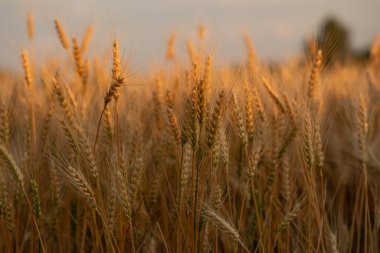 Buğday kulağı, buğday tarlasında makro fotoğraf hasat için hazır. Ekmek buğday tanelerinden yapılır.