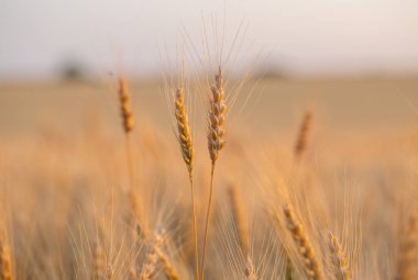 Buğday kulağı, buğday tarlasında makro fotoğraf hasat için hazır. Ekmek buğday tanelerinden yapılır.