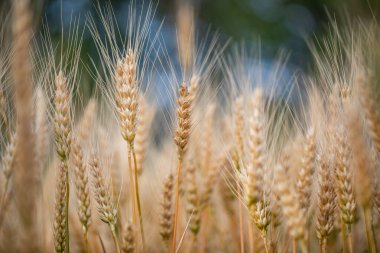 Buğday kulağı, buğday tarlasında makro fotoğraf hasat için hazır. Ekmek buğday tanelerinden yapılır.