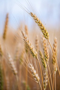 Buğday kulağı, buğday tarlasında makro fotoğraf hasat için hazır. Ekmek buğday tanelerinden yapılır.
