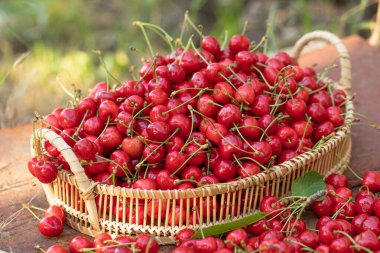 Ağaçtan toplanmış taze ve lezzetli kırmızı kirazlar. Moldova 'da baharın meyvesi