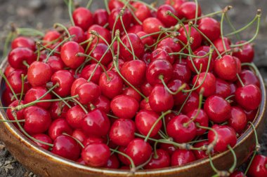 Ağaçtan toplanmış taze ve lezzetli kırmızı kirazlar. Moldova 'da baharın meyvesi