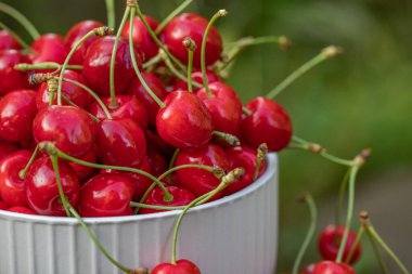 Ağaçtan toplanmış taze ve lezzetli kırmızı kirazlar. Moldova 'da baharın meyvesi