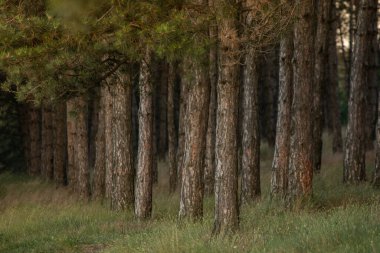 Moldova Cumhuriyeti 'nde güzel ve yeşil doğa manzarası. Yazın Moldova köylerinde inanılmaz yeşil.