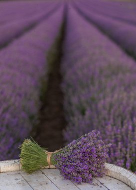 Lavanta tarlasında lavanta çiçekleriyle dolu bir sepet. 