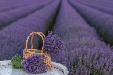 Lavanta tarlasında lavanta çiçekleriyle dolu bir sepet. 