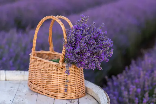 Lavanta tarlasında lavanta çiçekleriyle dolu bir sepet. 