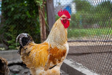 Güneşli bir günde çiftlikte tavuklar. Köydeki geleneksel tavuk çiftliğindeki tavuklar. Çiftçilikten gelen eko et.