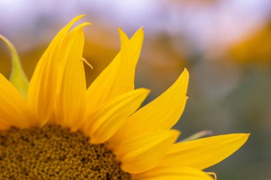 Canlı bir ayçiçeğinin tam çiçeklendiği yakın plan, sarı yapraklar ve karışık tohum başı ayrıntıları sergileniyor