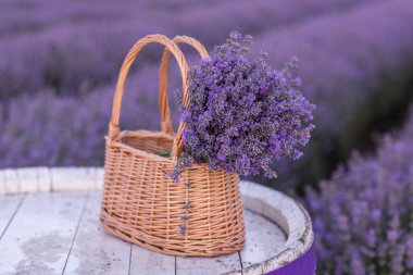 Lavanta tarlasında lavanta çiçekleriyle dolu bir sepet. 