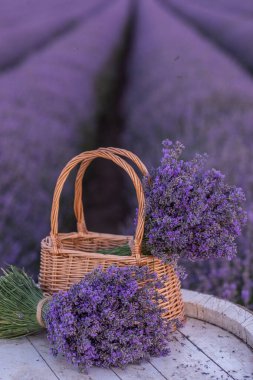 Lavanta tarlasında lavanta çiçekleriyle dolu bir sepet. 