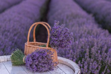 Lavanta tarlasında lavanta çiçekleriyle dolu bir sepet. 