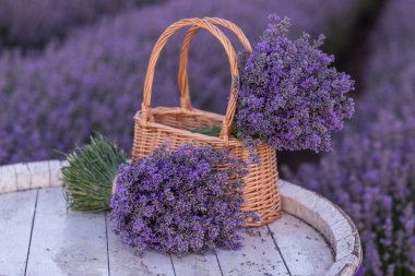 Lavanta tarlasında lavanta çiçekleriyle dolu bir sepet. 