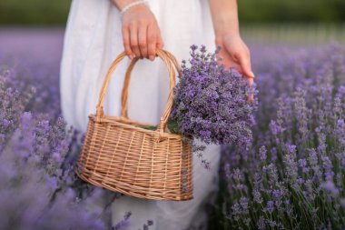 Lavanta tarlasında lavanta çiçekleri olan sepet. Beyaz elbiseli kadın, lavanta tarlasında lavanta çiçekleri taşıyan sepeti tutuyor.