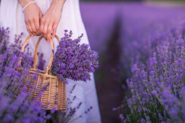 Lavanta tarlasında lavanta çiçekleri olan sepet. Beyaz elbiseli kadın, lavanta tarlasında lavanta çiçekleri taşıyan sepeti tutuyor.