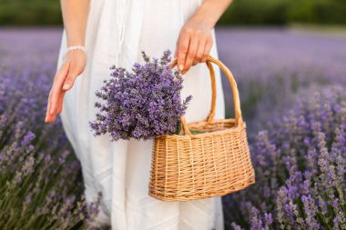 Lavanta tarlasında lavanta çiçekleri olan sepet. Beyaz elbiseli kadın, lavanta tarlasında lavanta çiçekleri taşıyan sepeti tutuyor.