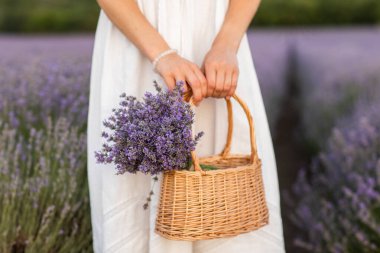 Lavanta tarlasında lavanta çiçekleri olan sepet. Beyaz elbiseli kadın, lavanta tarlasında lavanta çiçekleri taşıyan sepeti tutuyor.