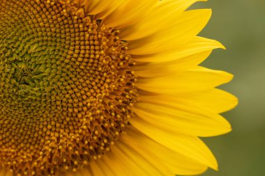 Canlı bir ayçiçeğinin tam çiçeklendiği yakın plan, sarı yapraklar ve karışık tohum başı ayrıntıları sergileniyor