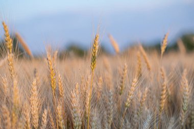 Altın Buğday Sapları Sıcak Günbatımına Karşı Siluet