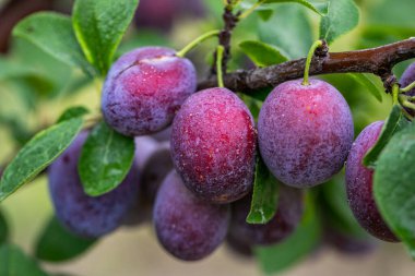 Meyve bahçesindeki dalda erikler var.