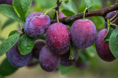 Meyve bahçesindeki dalda erikler var.