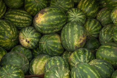Çiftçi pazarındaki karpuzlar. Seçici odaklanma. Doğa.