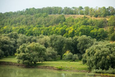 Moldova Cumhuriyeti 'nde yaz boyunca güzel kırsal doğaya sahip güzel bir manzara.
