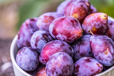 Beyaz Kasedeki Taze Erikler Yakın Çekim Görünümü