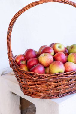 Juicy Ripe Apples Growing on Orchard Tree, Ready to Be Picked for Organic Farming in poland