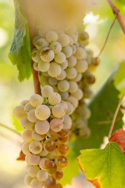 Close-up of a Ripe Black Grape Hanging on the Vine in a Sunny Vineyard, Fresh Organic Fruit for Wine Production in spain