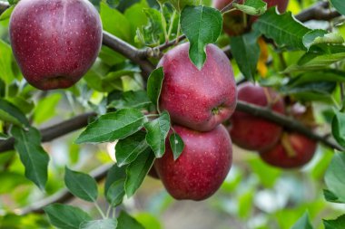 Juicy Ripe Apples Growing on Orchard Tree, Ready to Be Picked for Organic Farming in poland