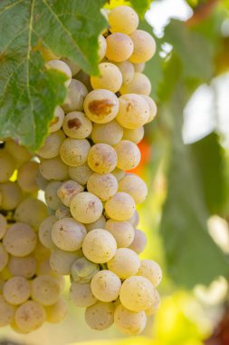 Close-up of a Ripe Black Grape Hanging on the Vine in a Sunny Vineyard, Fresh Organic Fruit for Wine Production in spain