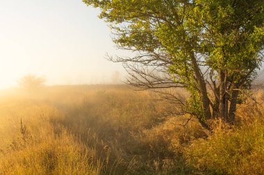 Moldova Cumhuriyeti 'nin Manzarası Sabah Sisi, Puslu Kırsal Görüş
