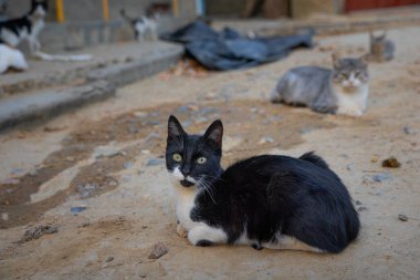 Moldova Cumhuriyeti 'nin Manzarası Sabah Sisi, Puslu Kırsal Görüş