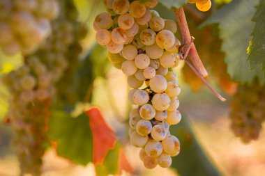 Moldova Cumhuriyeti 'nin Manzarası Sabah Sisi, Puslu Kırsal Görüş