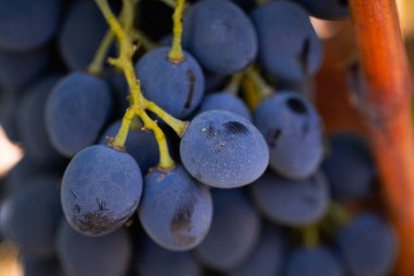 Close-up of a Ripe Black Grape Hanging on the Vine in a Sunny Vineyard, Fresh Organic Fruit for Wine Production in spain