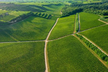 Villany şarap bölgesindeki Macaristan 'ın ünlü üzüm bağlarını gösteren hava manzarası. Macarca adı Ordogarok.