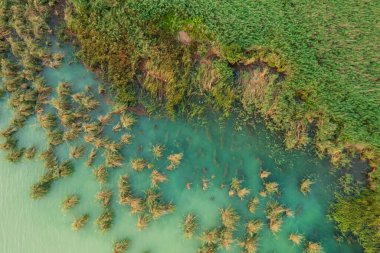 Balaton Gölü 'nde kristal berrak turkuaz su ile güzel kamışların hava manzarası..