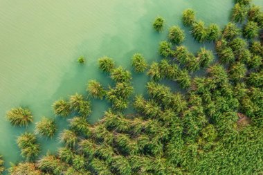 Balaton Gölü 'nde kristal berrak turkuaz su ile güzel kamışların hava manzarası..