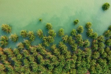 Balaton Gölü 'nde kristal berrak turkuaz su ile güzel kamışların hava manzarası..