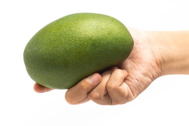 El ele tutuşarak taze organik yeşil mango veriyor. Beyaz arka planda izole edilmiş lezzetli meyveler.