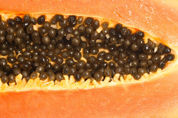 Close-up texture detail seeds of fresh organic papaya delicious fruit isolated on white background clipping path