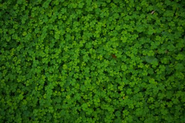 Küçük Yeşil, tasarım sanatı için arka plan bırakır ya da metin mesajı ekler. Doğal desenli bitki yaprağı arkaplan için taze.