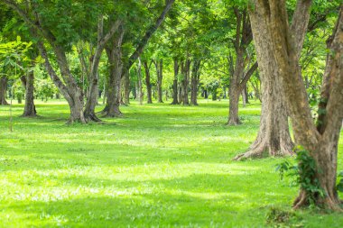 Arka planda ağaçta sabah güneşi ışığı.