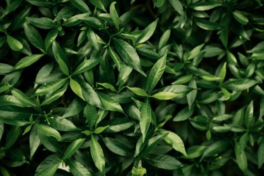 Yeşil çimen arka planlı yeşil yapraklar. Mesaj eklemek için resim. Doğa konsepti.