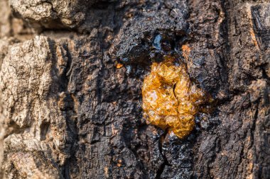 Ağaç kabuğu bağlı damla