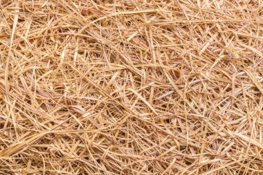 Dry straw background or texture. hay background