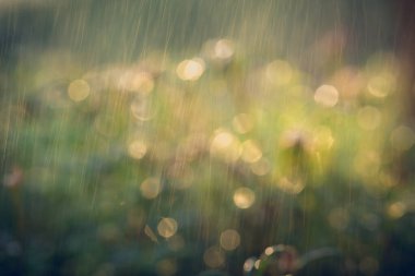 Doğa mevsimlik güzel bokeh ile soyut. güneş ışığı ve yaprakları yağmur damlaları ile yeşil renkli Vintage sesi.