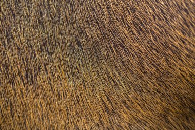 fur for background. backdrop for design.