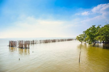 Mangrove planting project river brae in Thailand. Plant used preserve the embankment